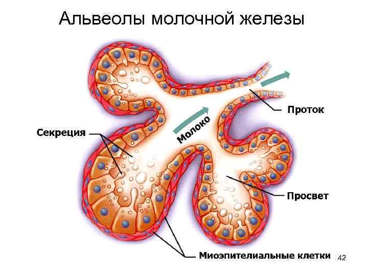 Альвеолы молочной железы 42 