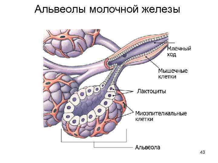 Молочный структура. Схема строения альвеолы молочной железы. Альвеола вымени строение. Строение альвеол молочных желез. Анатомия альвеолы молочной железы.