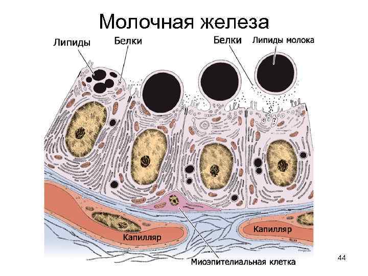 Молочная железа 44 