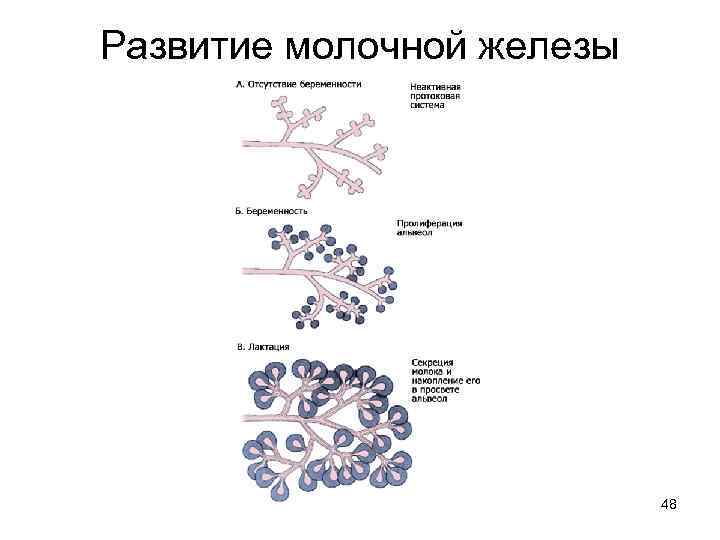 Развитие молочной железы 48 