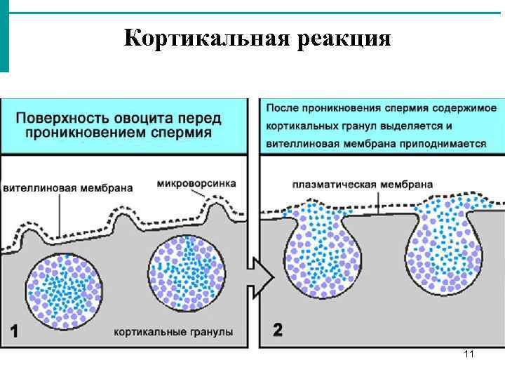 Динамическая схема образования яйцеклеток