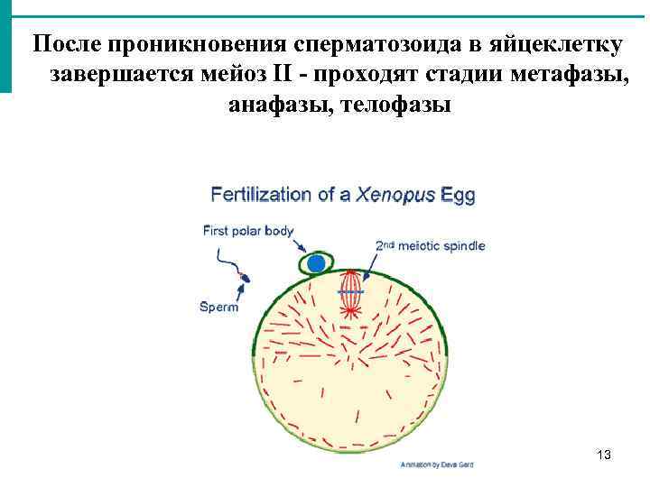 После проникновения сперматозоида в яйцеклетку завершается мейоз II - проходят стадии метафазы, анафазы, телофазы