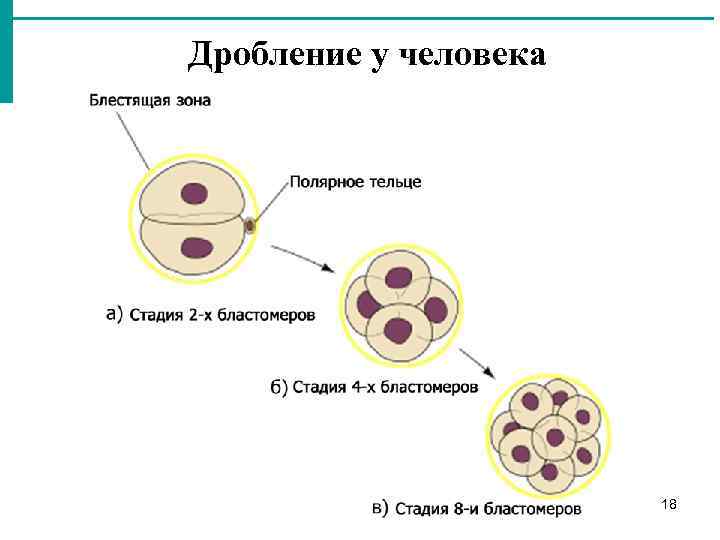 Дробление у человека. Фазы оплодотворения. Первая фаза оплодотворения. Полярное тельце.