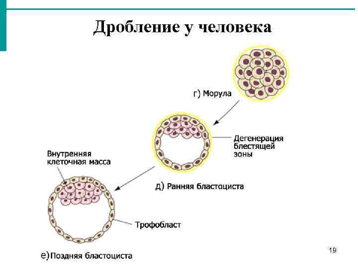 5 стадий оплодотворения