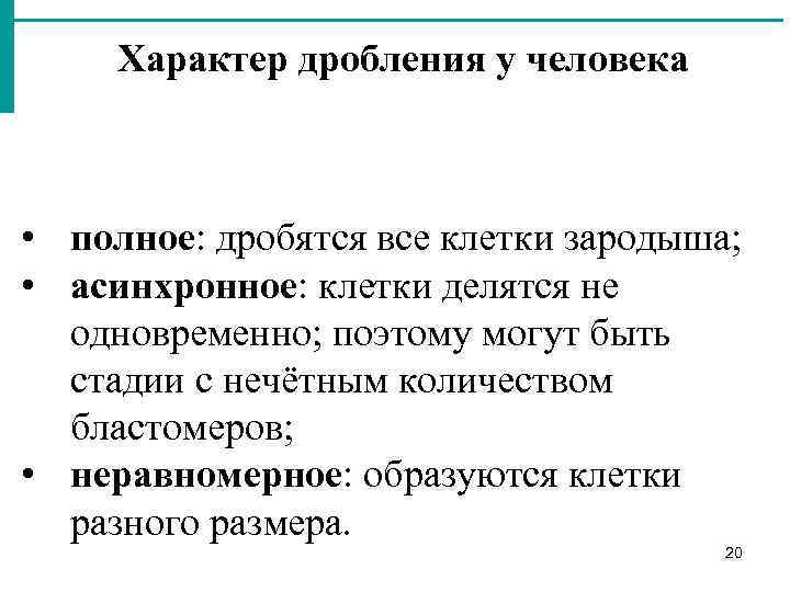 Характер дробления у человека • полное: дробятся все клетки зародыша; • асинхронное: клетки делятся