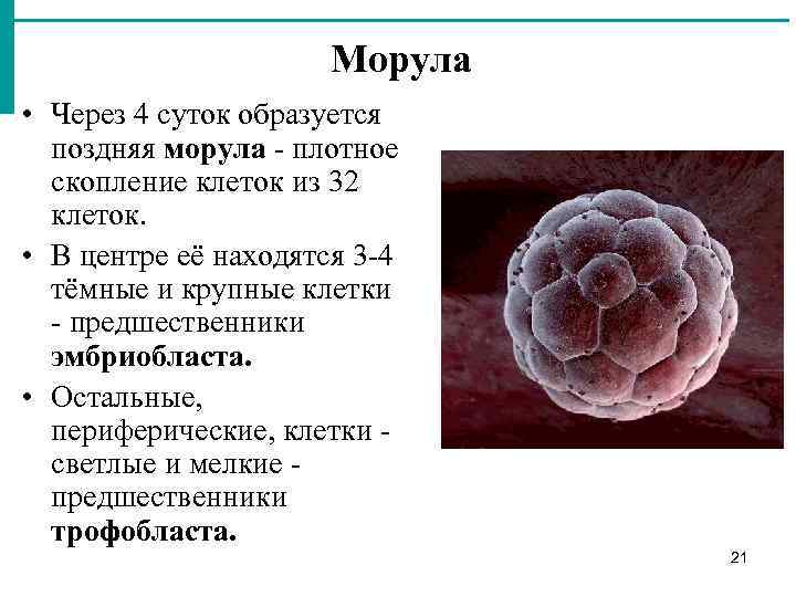 Скопление клеток называют