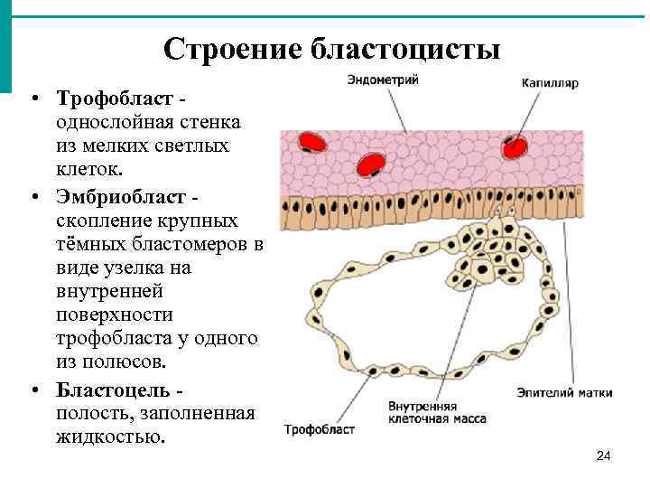 На диаграмме представлены два типа гамет человека х и у назовите гаметы