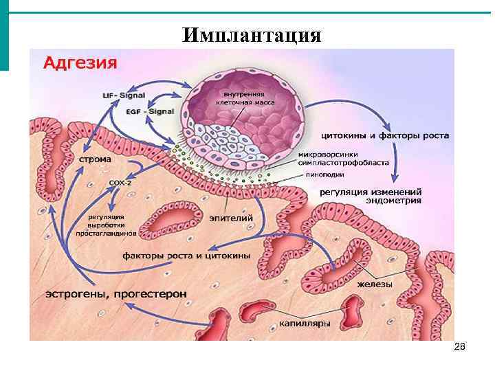 Эмбриогенез человека гистология презентация