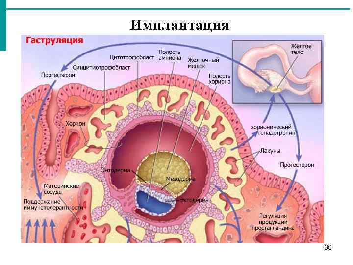 Схема оплодотворения дробления и имплантации у человека