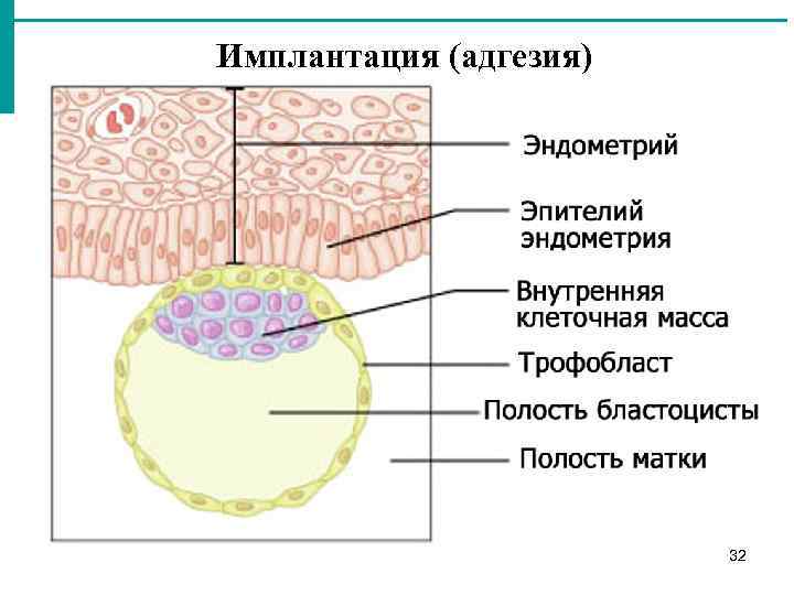 Имплантация (адгезия) 32 
