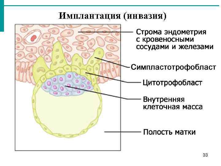 Имплантация (инвазия) 33 