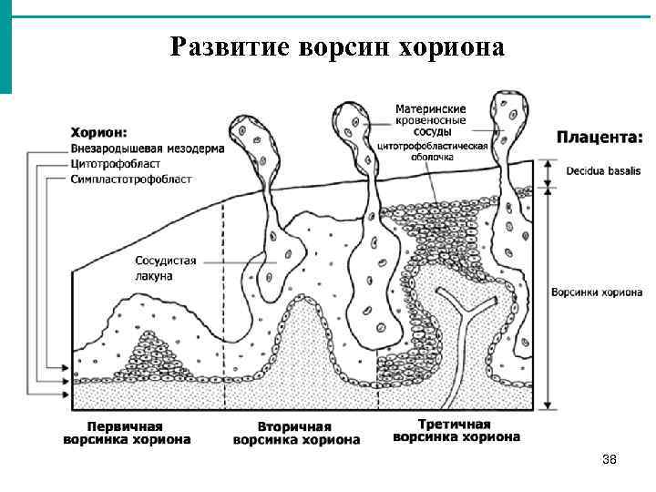 Развитие ворсин хориона 38 