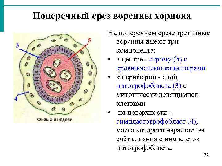 Ворсинчатый хорион по задней стенке что это