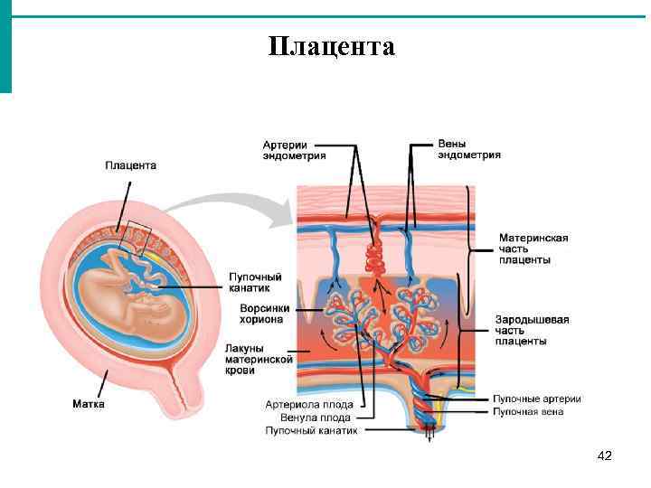 Плацента 42 