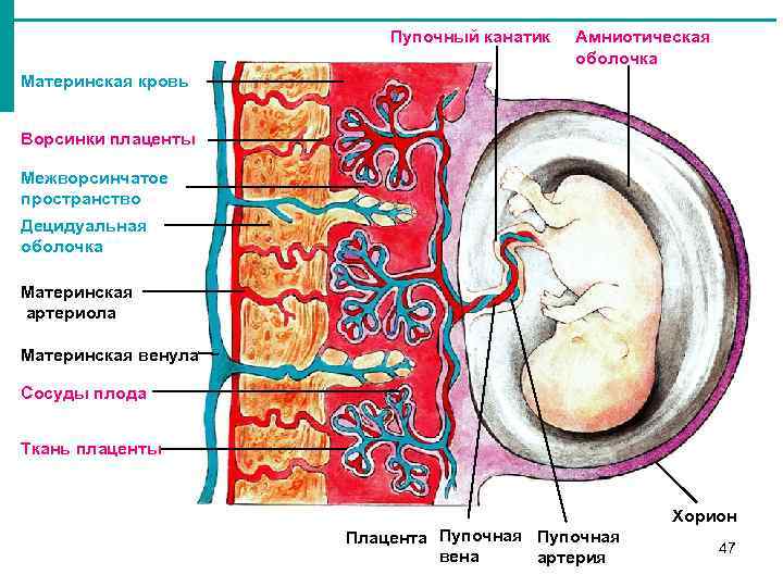 Ткань плода. Децидуальная оболочка плаценты. Амнион хорион децидуальная оболочка. Децидуальная оболочка материнской части плаценты. Плацента строение амнион.