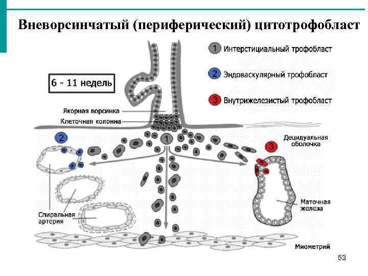 Вневорсинчатый (периферический) цитотрофобласт 53 