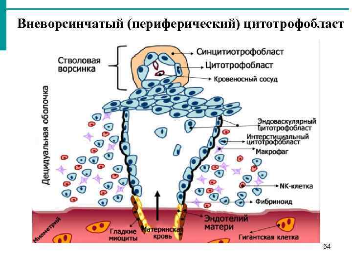 Вневорсинчатый (периферический) цитотрофобласт 54 