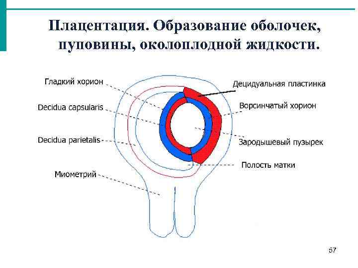 Образование оболочки