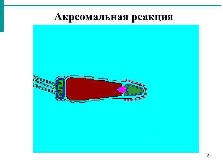 Акрсомальная реакция 8 