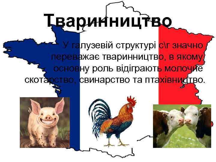 Тваринництво У галузевій структурі сг значно переважає тваринництво, в якому основну роль відіграють молочне