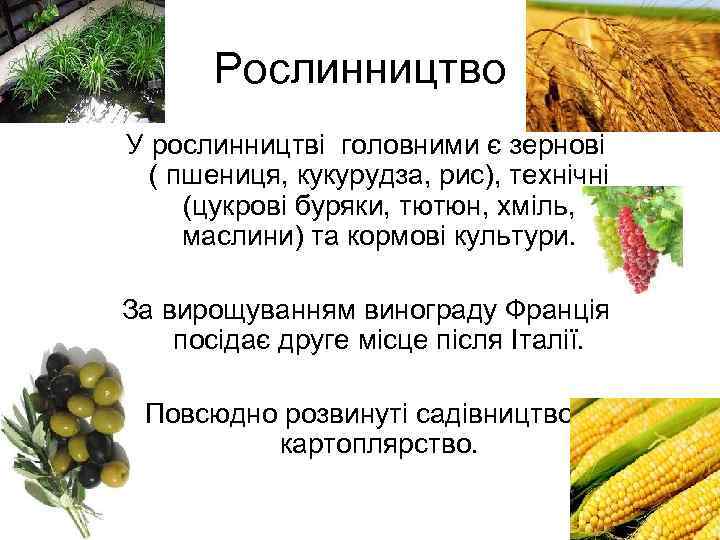 Рослинництво У рослинництві головними є зернові ( пшениця, кукурудза, рис), технічні (цукрові буряки, тютюн,