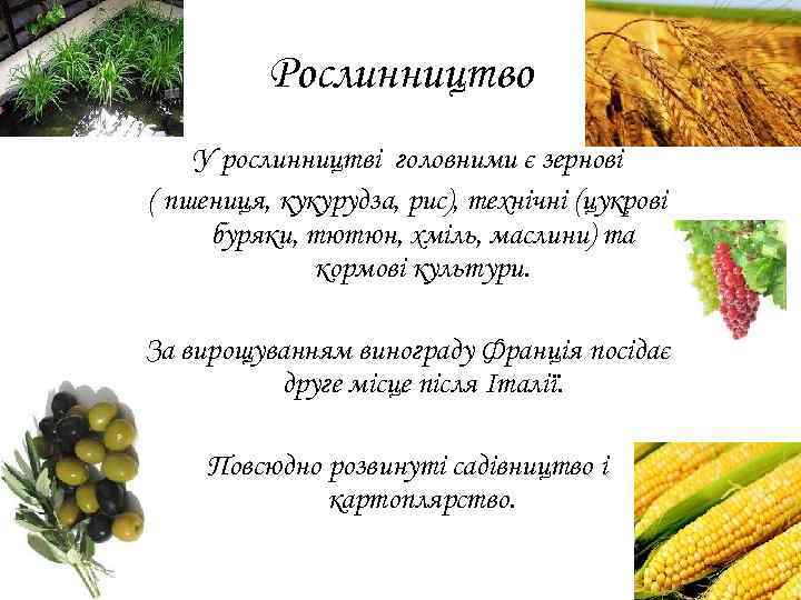 Рослинництво У рослинництві головними є зернові ( пшениця, кукурудза, рис), технічні (цукрові буряки, тютюн,