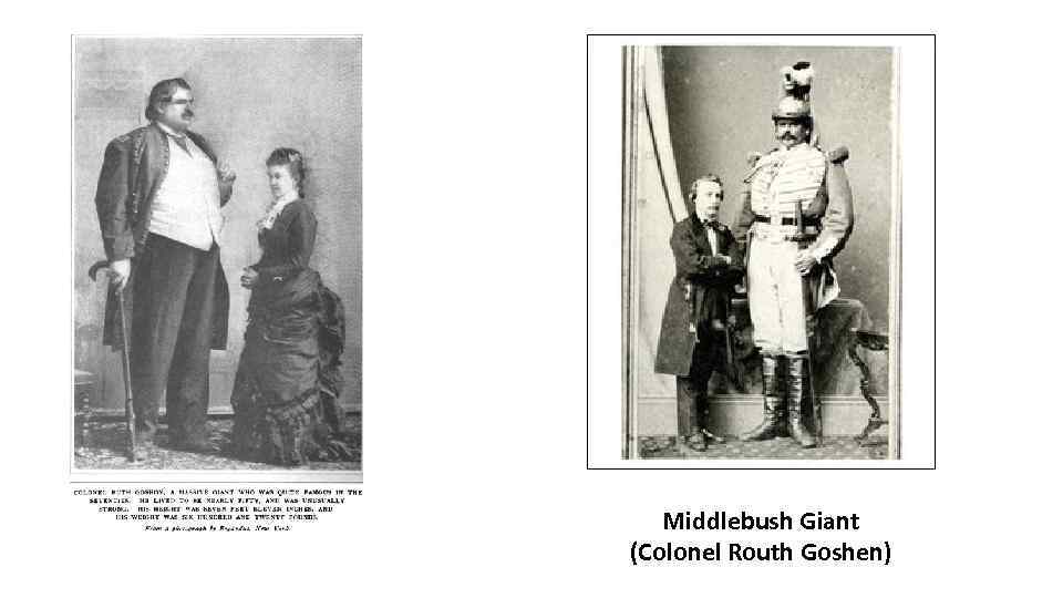 Middlebush Giant (Colonel Routh Goshen) 