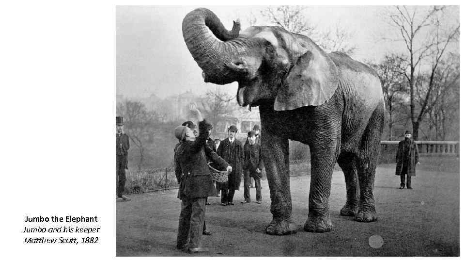 Jumbo the Elephant Jumbo and his keeper Matthew Scott, 1882 