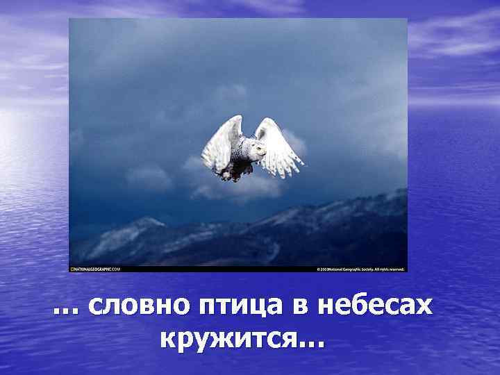 … словно птица в небесах кружится… 