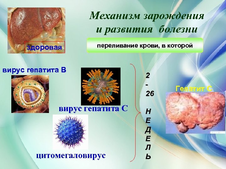 Механизм зарождения и развития болезни здоровая переливание крови, в которой вирус гепатита В вирус