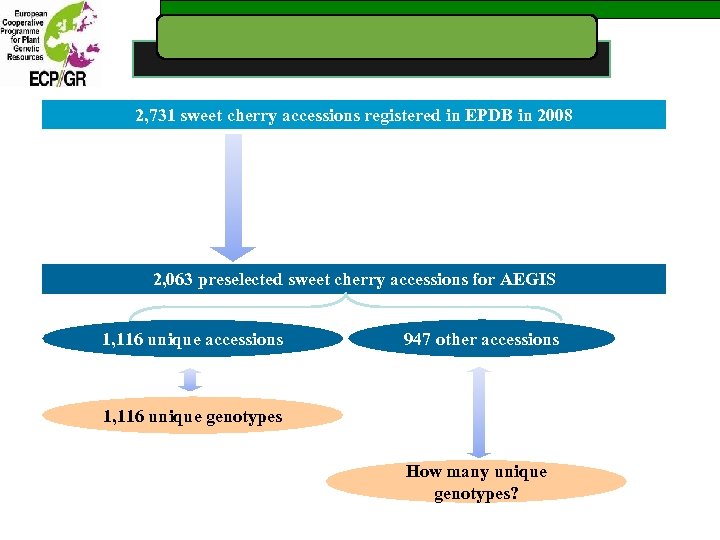 2, 731 sweet cherry accessions registered in EPDB in 2008 2, 063 preselected sweet