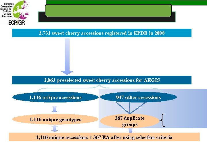 2, 731 sweet cherry accessions registered in EPDB in 2008 2, 063 preselected sweet