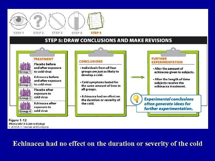 Echinacea had no effect on the duration or severity of the cold 