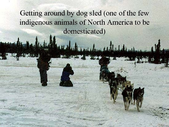 Getting around by dog sled (one of the few indigenous animals of North America