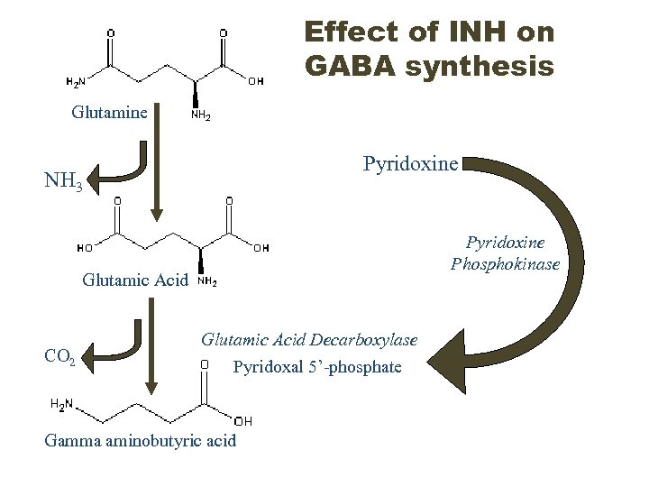 Effect of INH on GABA synthesis Glutamine Pyridoxine NH 3 Pyridoxine Phosphokinase Glutamic Acid