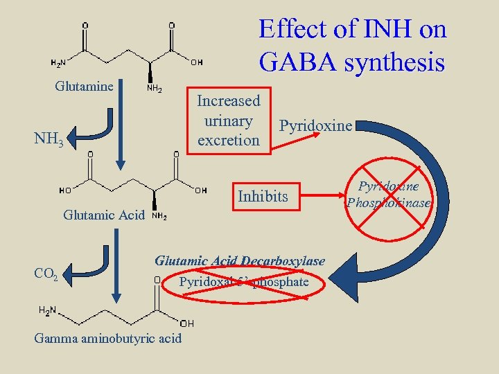 Effect of INH on GABA synthesis Glutamine Increased urinary excretion NH 3 Pyridoxine Inhibits