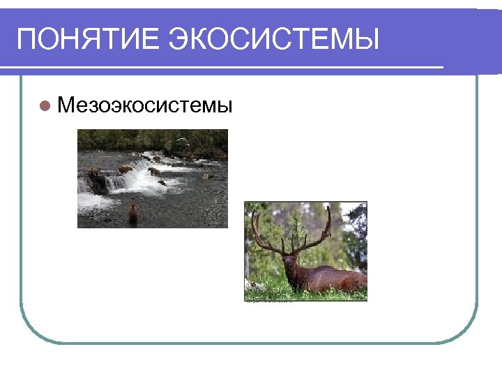 ПОНЯТИЕ ЭКОСИСТЕМЫ l Мезоэкосистемы 
