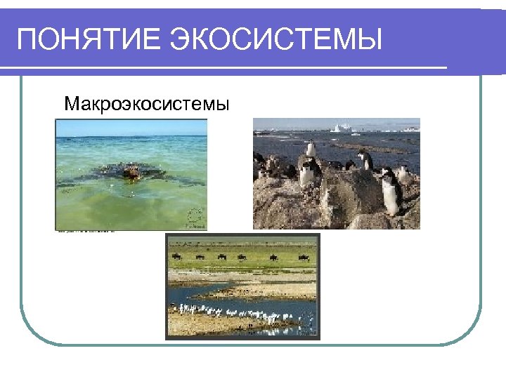 ПОНЯТИЕ ЭКОСИСТЕМЫ Макроэкосистемы 