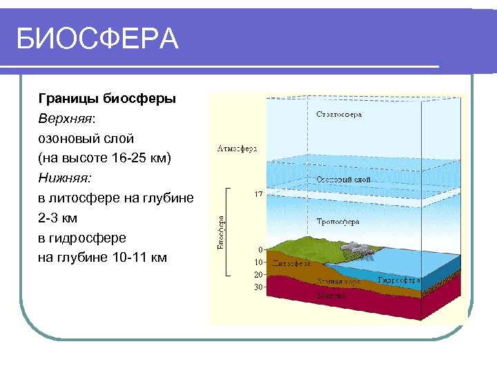 БИОСФЕРА Границы биосферы Верхняя: озоновый слой (на высоте 16 -25 км) Нижняя: в литосфере