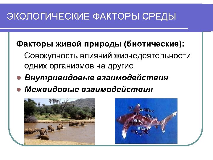 ЭКОЛОГИЧЕСКИЕ ФАКТОРЫ СРЕДЫ Факторы живой природы (биотические): Совокупность влияний жизнедеятельности одних организмов на другие