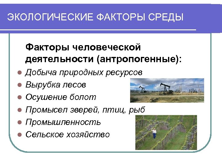 ЭКОЛОГИЧЕСКИЕ ФАКТОРЫ СРЕДЫ Факторы человеческой деятельности (антропогенные): l l l Добыча природных ресурсов Вырубка