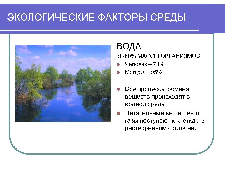 ЭКОЛОГИЧЕСКИЕ ФАКТОРЫ СРЕДЫ ВОДА 50 -80% МАССЫ ОРГАНИЗМОВ l Человек – 70% l Медуза