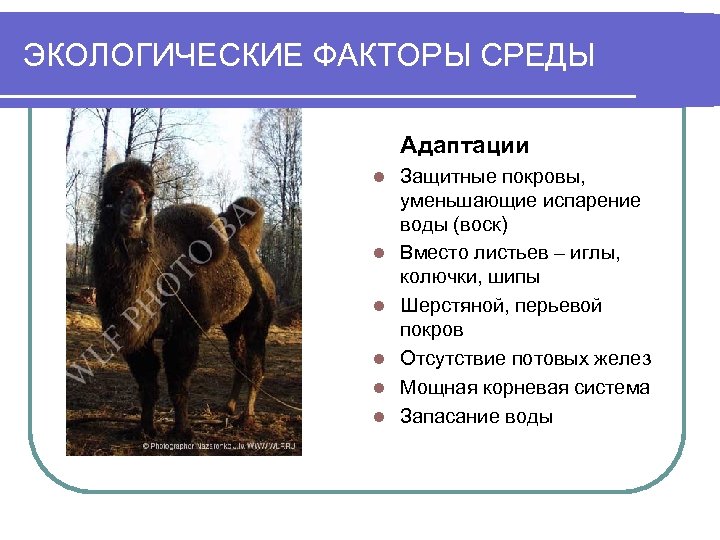 ЭКОЛОГИЧЕСКИЕ ФАКТОРЫ СРЕДЫ Адаптации l l l Защитные покровы, уменьшающие испарение воды (воск) Вместо