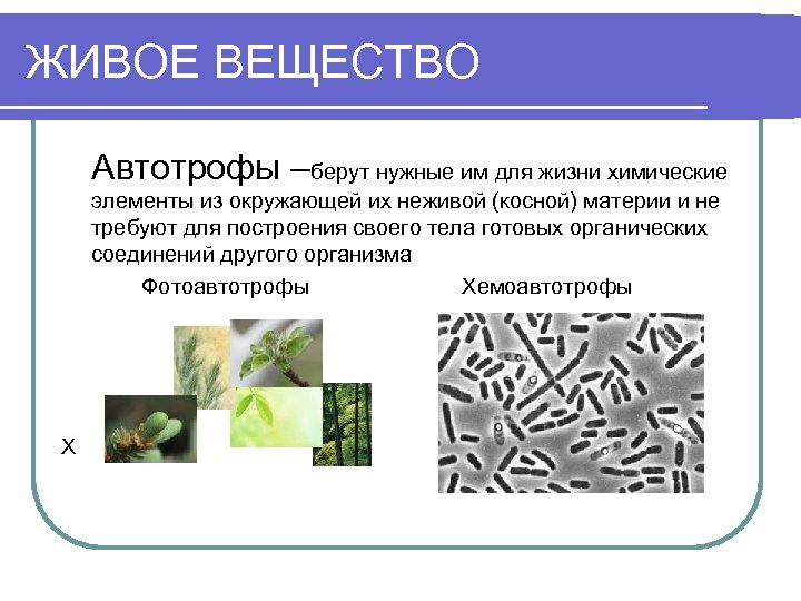 Папоротники в отличие от водорослей являются автотрофами. Автотрофы организмы. Автотрофы питаются готовым органическим веществом. Готовые органические вещества это. Автотрофы − организмы, использующие в качестве источника углерода.