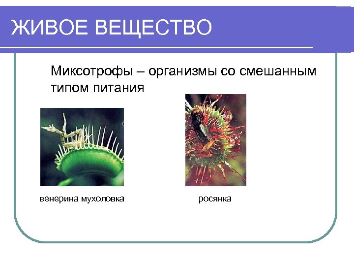 ЖИВОЕ ВЕЩЕСТВО Миксотрофы – организмы со смешанным типом питания венерина мухоловка росянка 