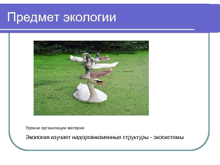 Предмет экологии Уровни организации материи Экология изучает надорганизменные структуры - экосистемы 