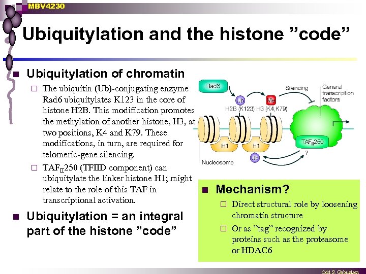 MBV 4230 Ubiquitylation and the histone ”code” n Ubiquitylation of chromatin The ubiquitin (Ub)-conjugating