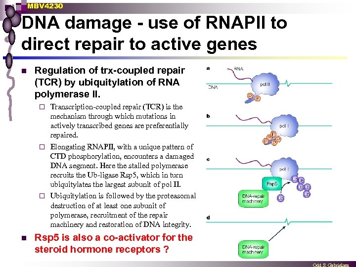MBV 4230 DNA damage - use of RNAPII to direct repair to active genes