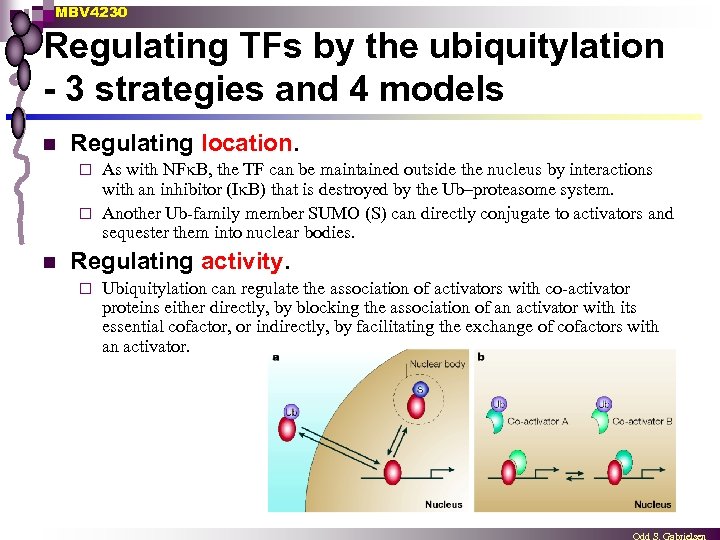 MBV 4230 Regulating TFs by the ubiquitylation - 3 strategies and 4 models n