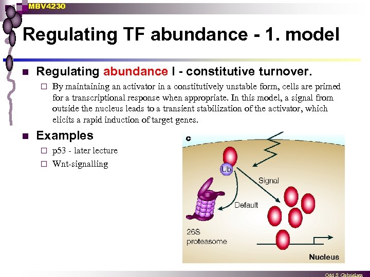 MBV 4230 Regulating TF abundance - 1. model n Regulating abundance I - constitutive